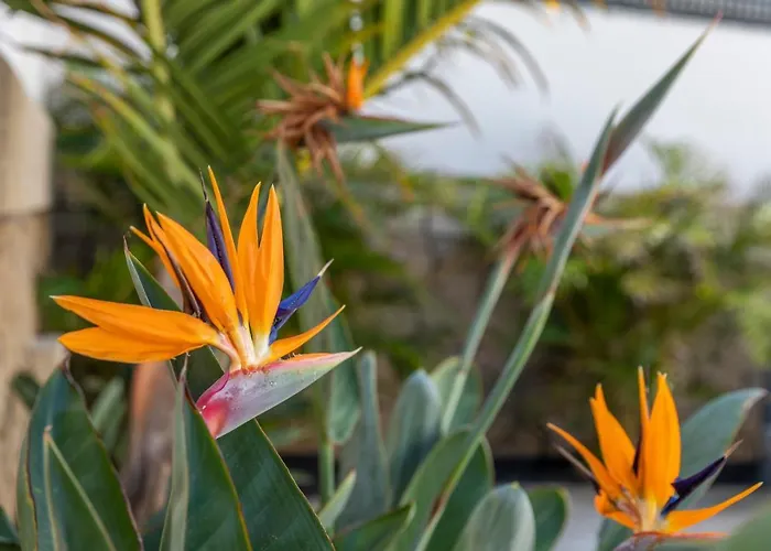 Apartman Medano4you The Strelitzia El Médano