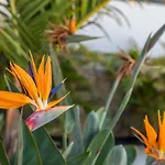 Appartement Medano4you The Strelitzia El Médano