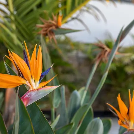 Διαμέρισμα Medano4you The Strelitzia Ελ Μέντανο